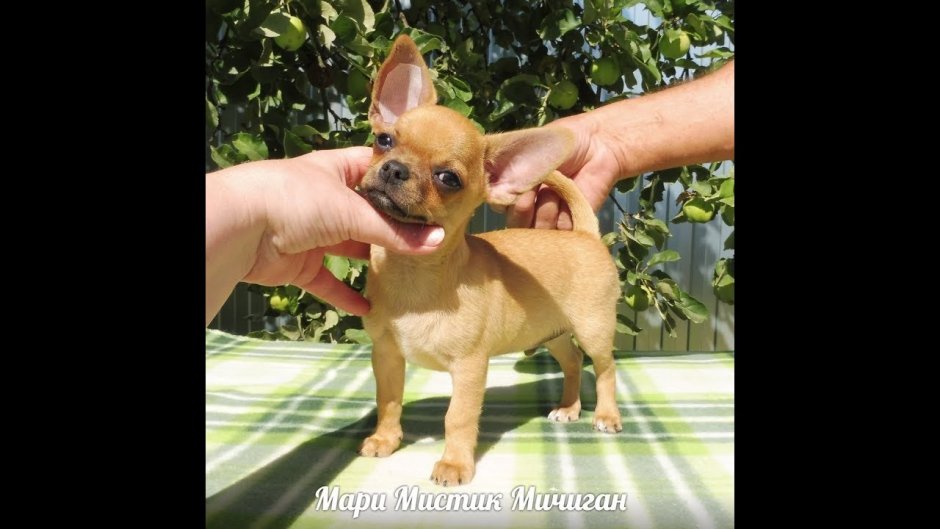 Мексиканский терьер чихуахуа