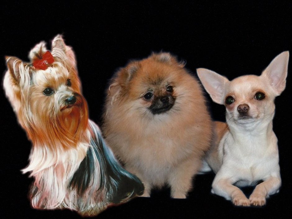 Чихуахуа Триколор короткошерстные