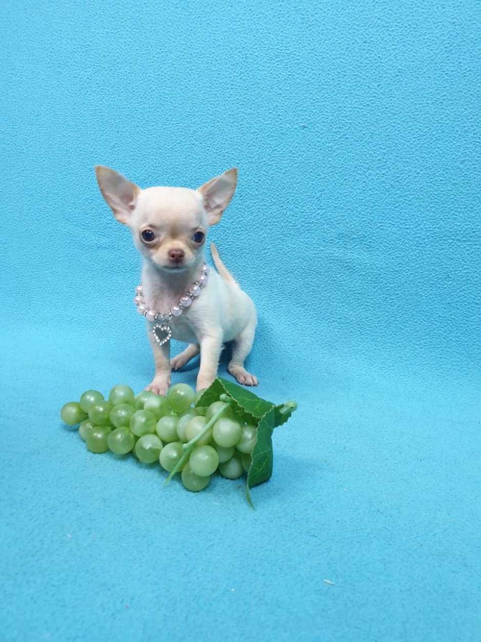 Разные породы собак чихуахуа