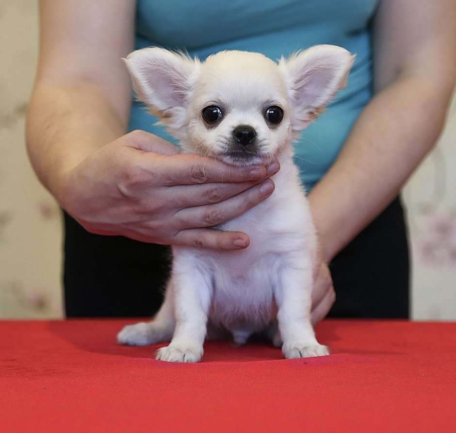 Миучи Миро питомник чихуахуа сайт