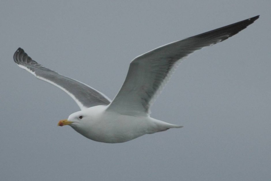 Slaty-backed Gull