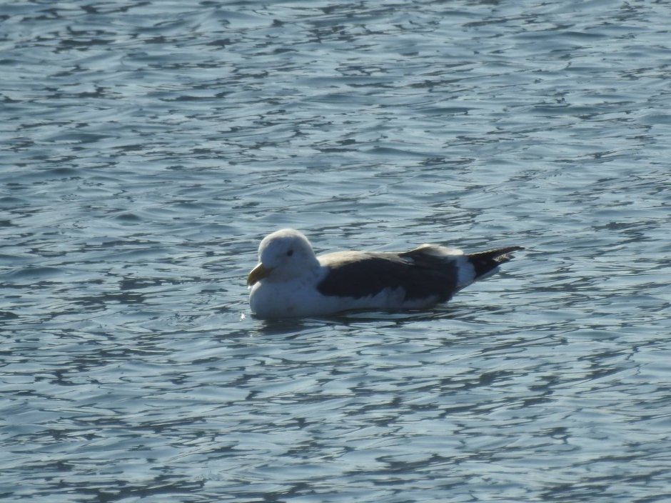 Морская Чайка Larus Marinus