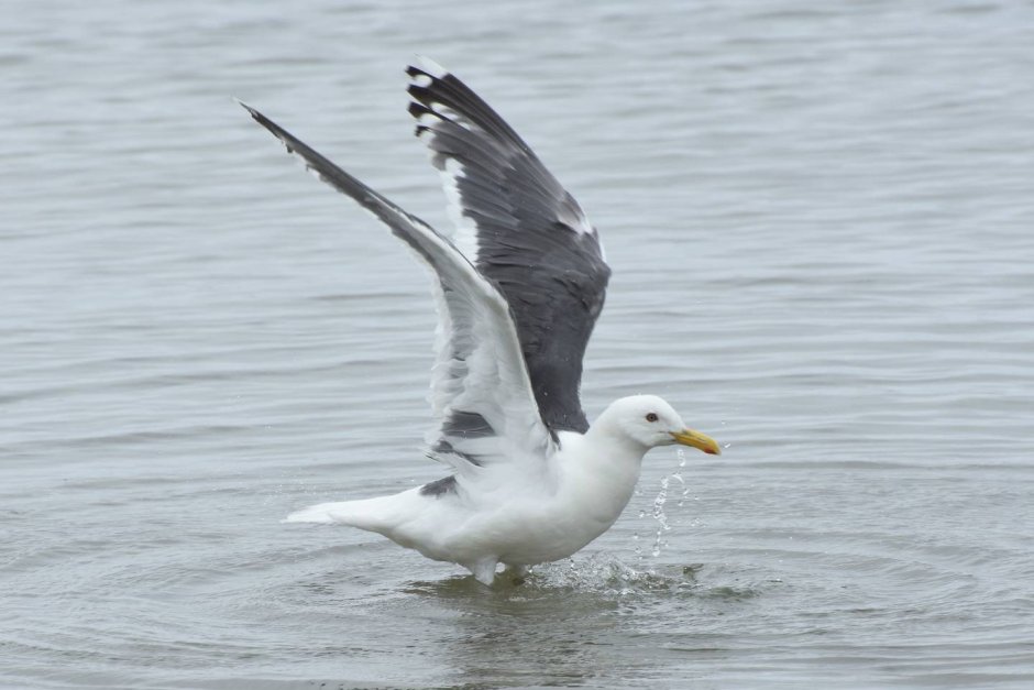 Slaty-backed Gull