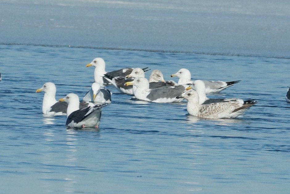 Чайка Баренцево море