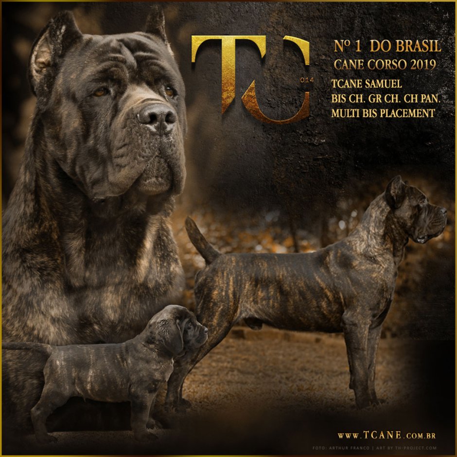 Cane Corso щенки