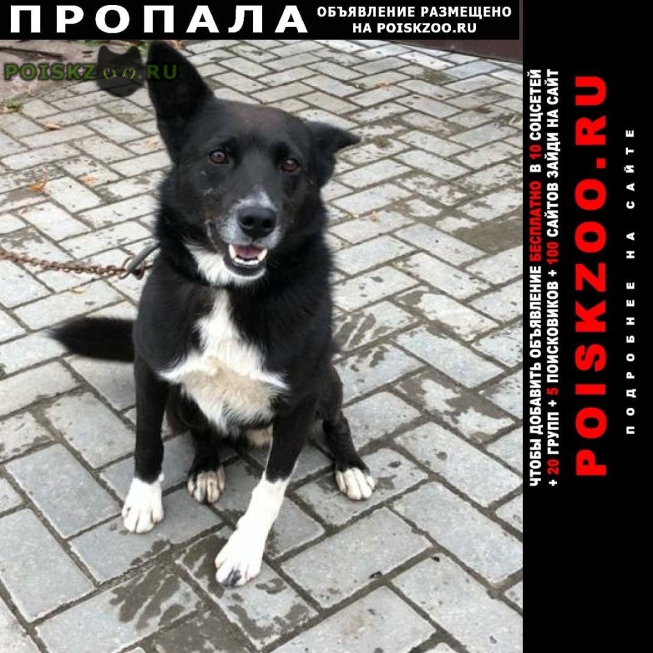 Бело черная собака дворняга