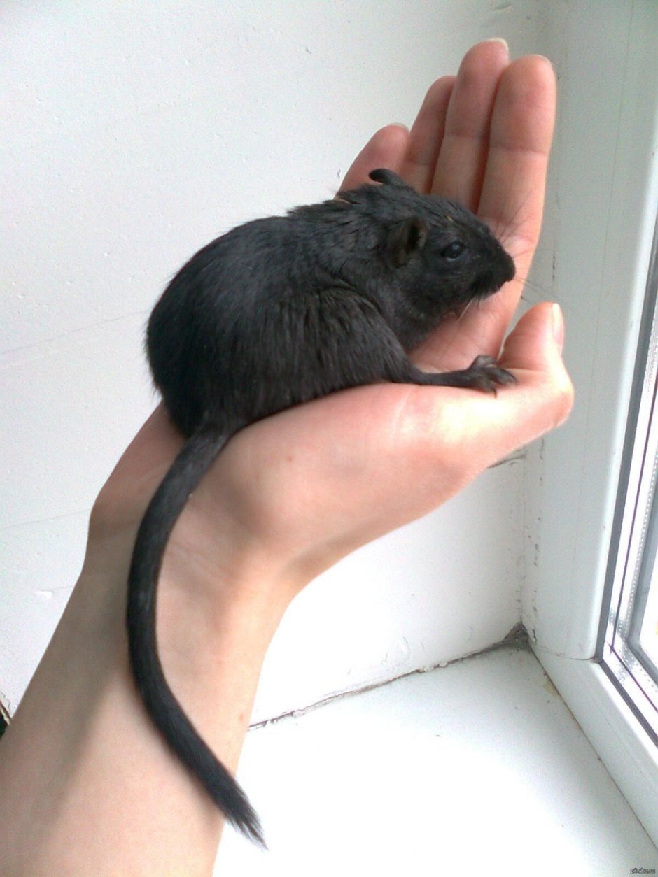 Песчанка черная