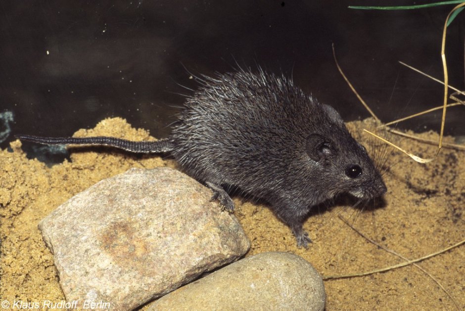 Acomys cahirinus