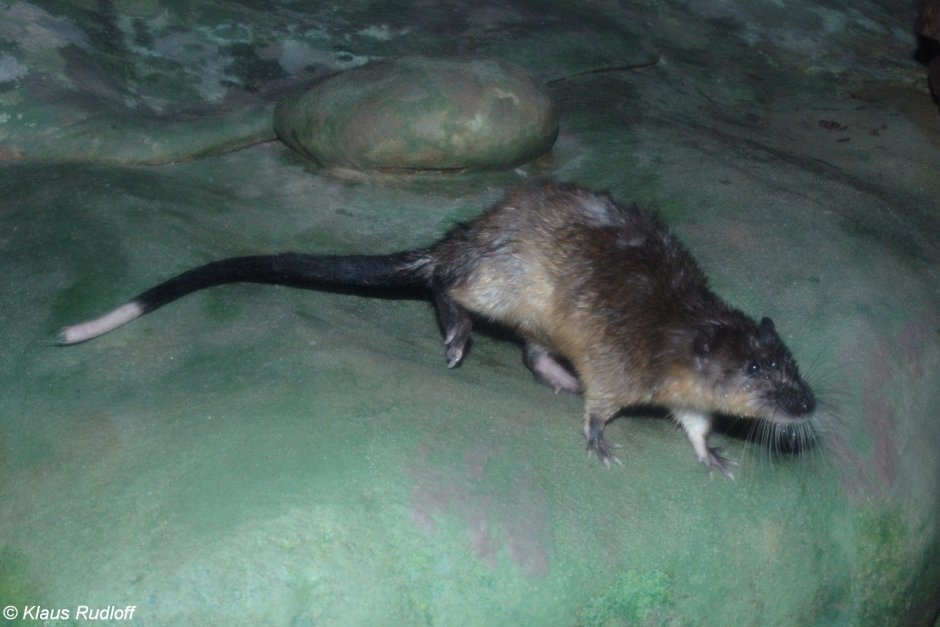 Болотные крысы Otomyinae