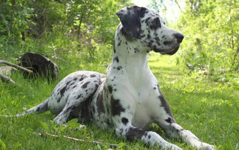 Порода great Dane
