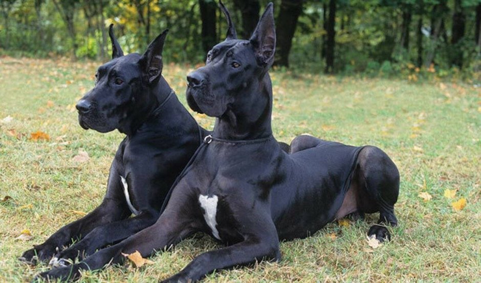 Blue great Dane порода