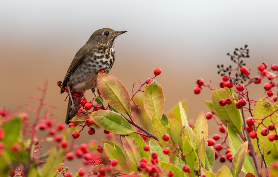 Птица на ветке