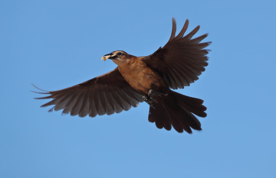 Дрозды летают