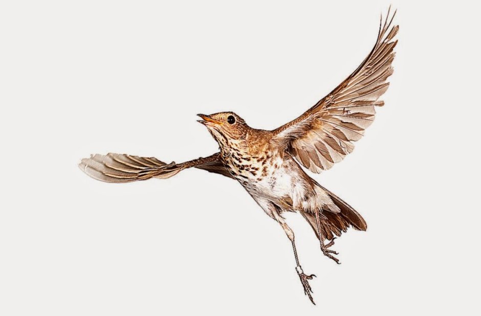 Птица в полете