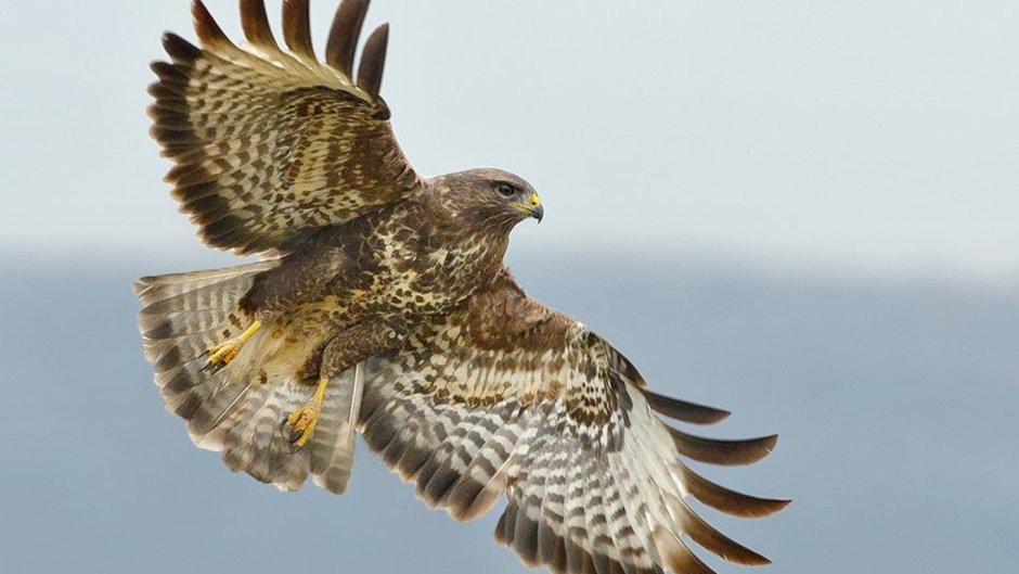 Птицы улетают из гнезда