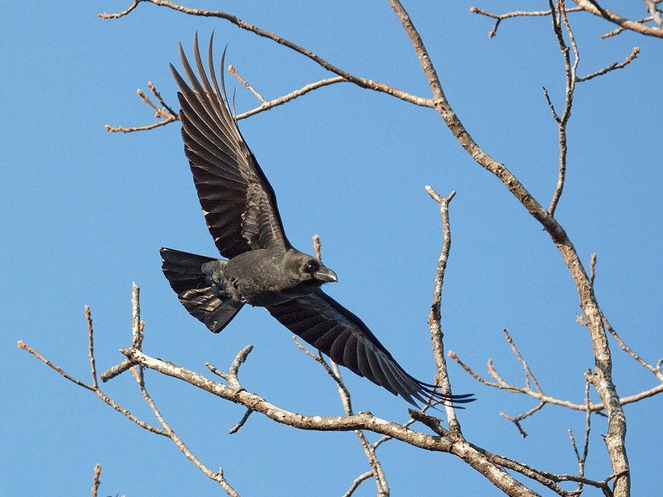 Черный Дрозд летит