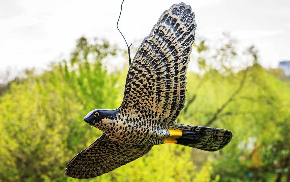 Чучело ястреба для отпугивания птиц