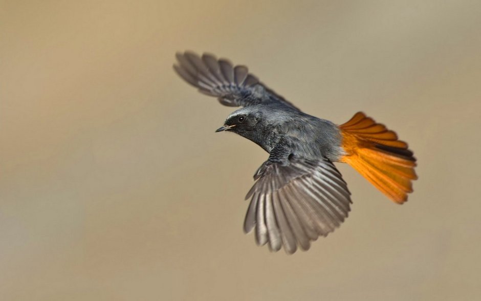 Обыкновенная горихвостка в полете