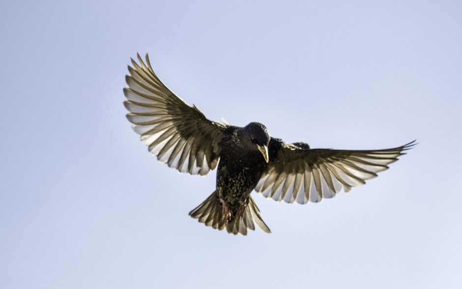 Скворец в полете