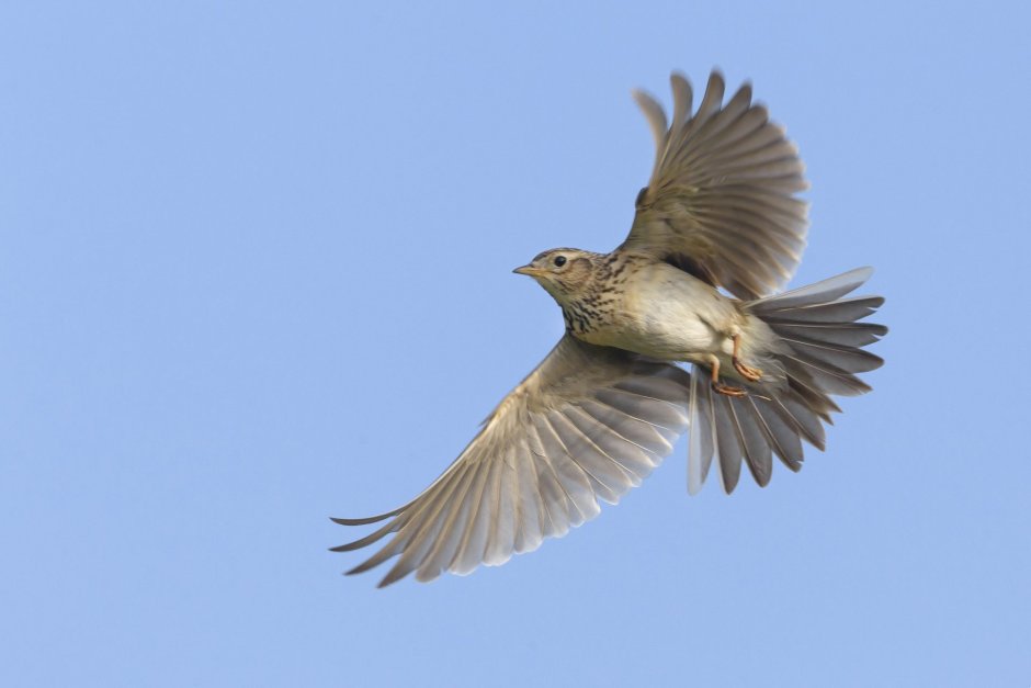 Черногрудый Дрозд