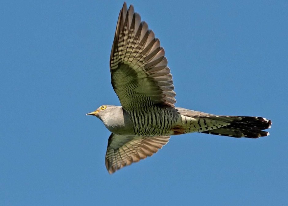 Кукушка Перелетная птица