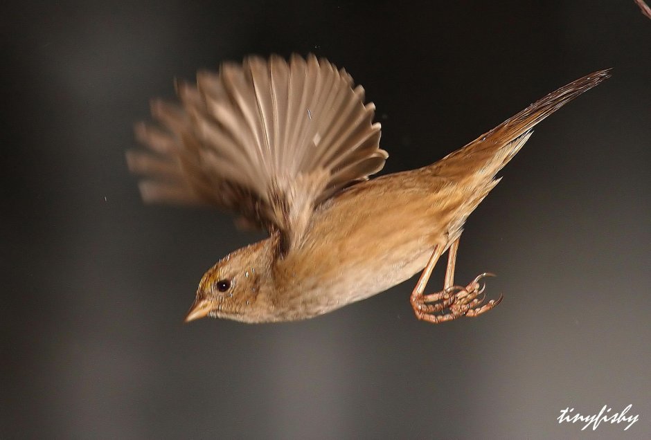 Птица Соловей в полёте
