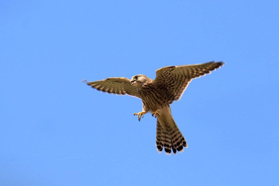 Птичка в поле