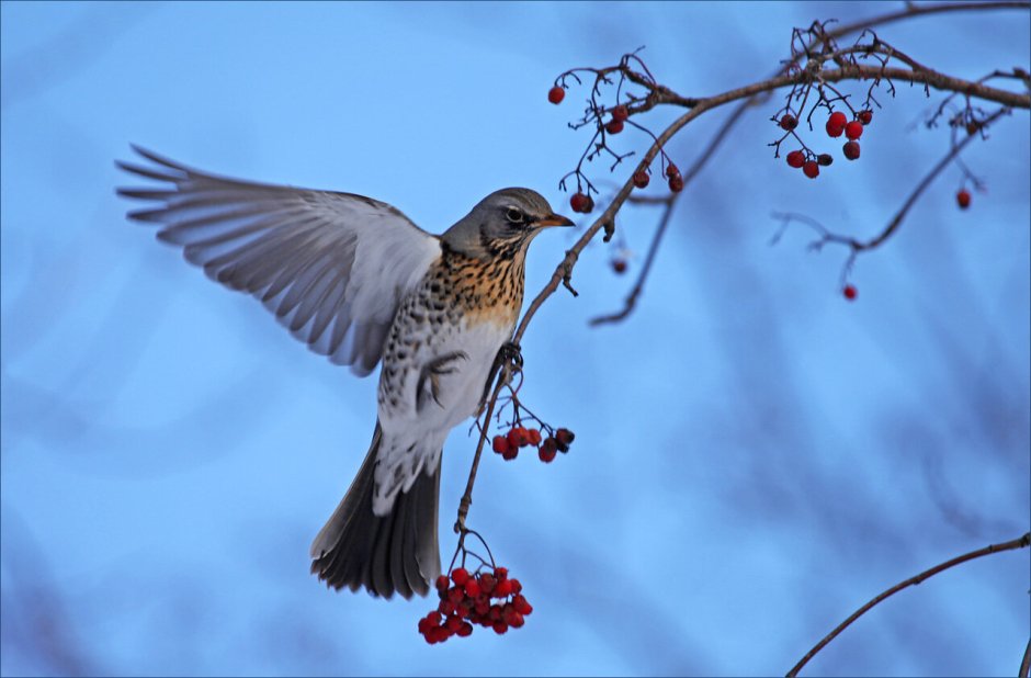 Дрозд рябинник летит