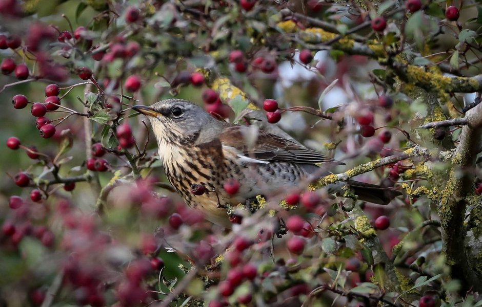 Сиалия Лазурная птица