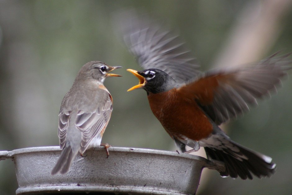 Экология птиц