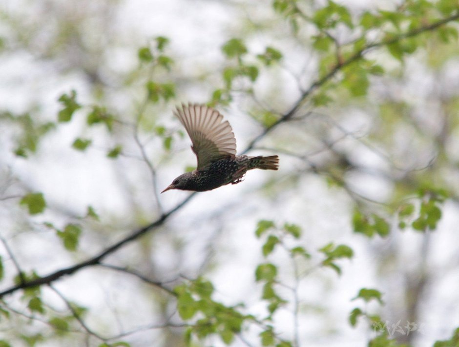 Скворцы полет