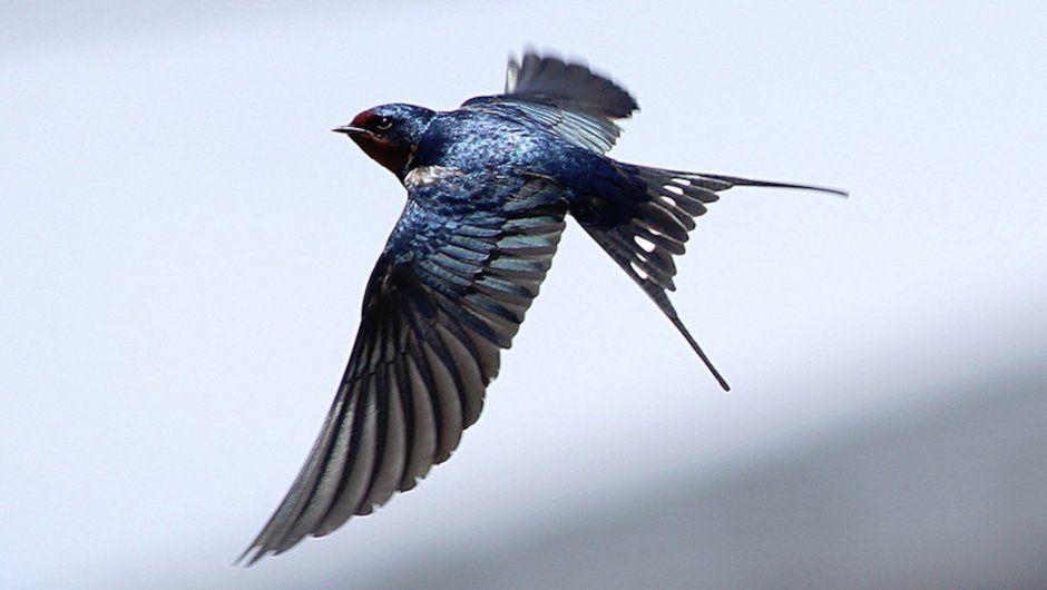 Сокол пустельга полет