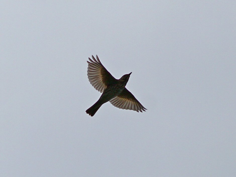 Парящие Крылья у птиц экология