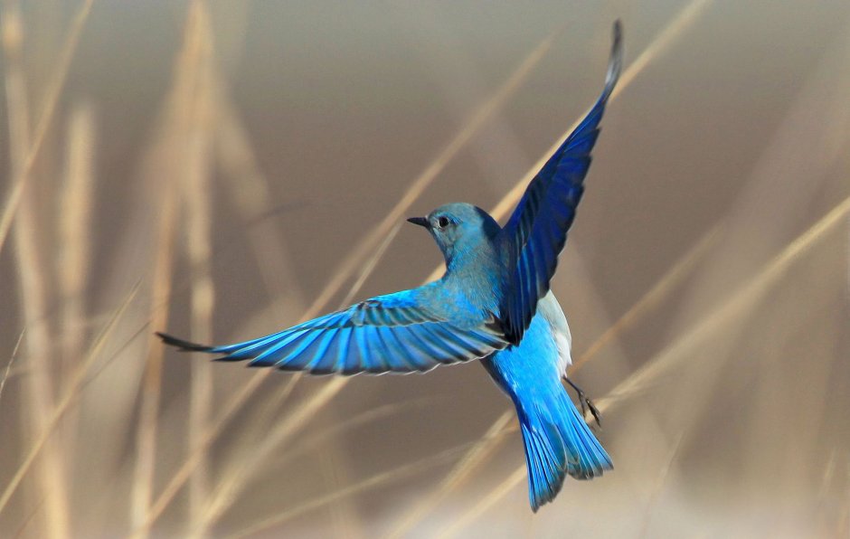 Ястреб тетеревятник Сапсан