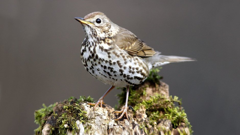 Фильм голуби Малиновка