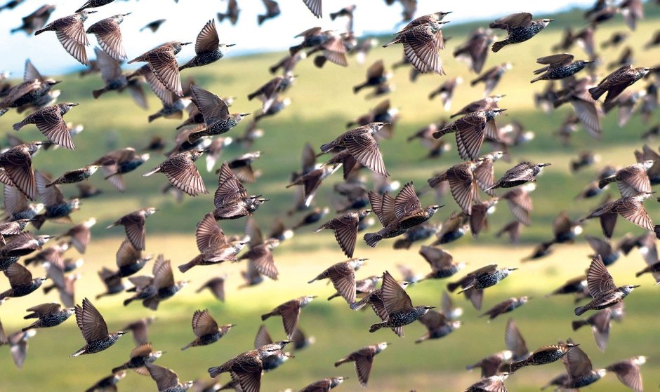 Черный Дрозд в полете
