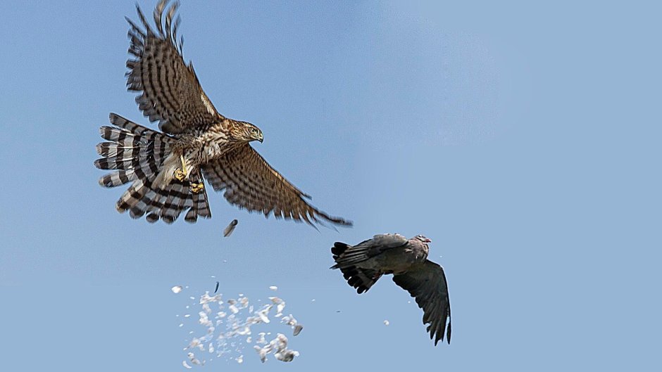 Орел в горах