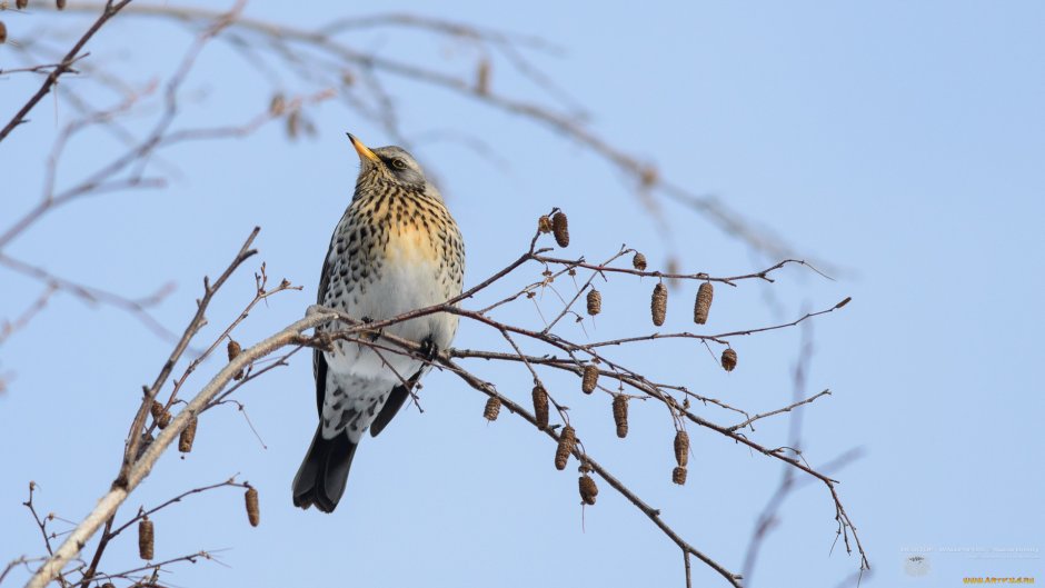 Дрозд в полете