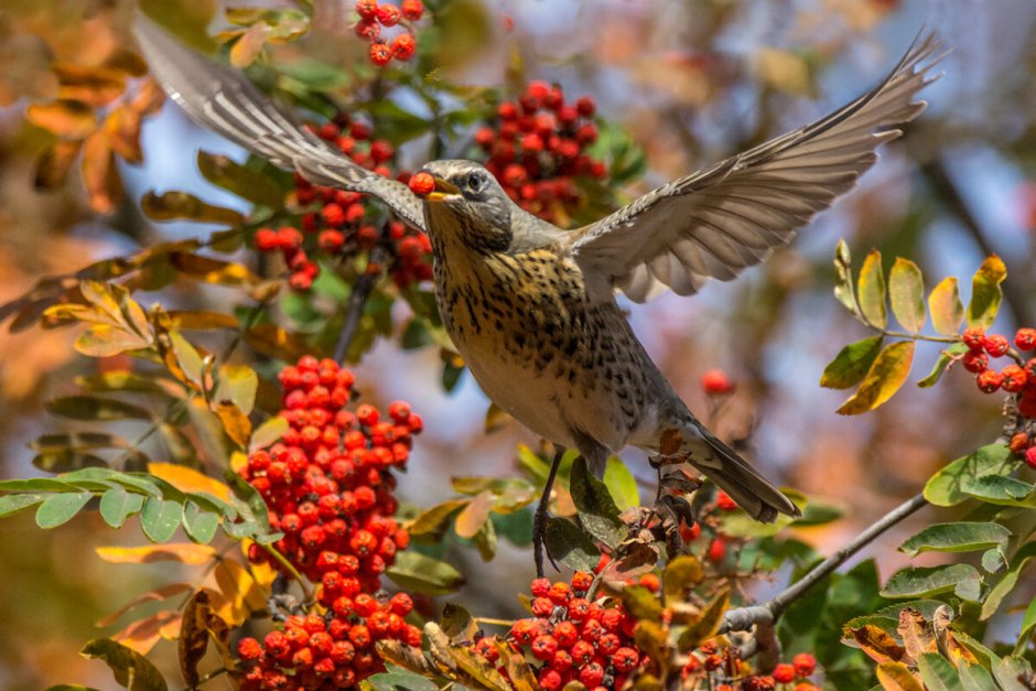 Дрозд рябинник в сентябре