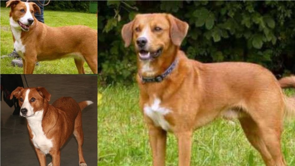 Гончая Веймаранер