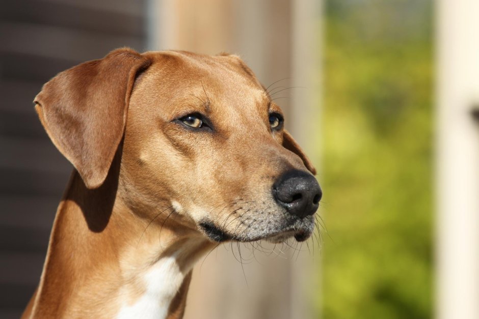 Гончая Бербер