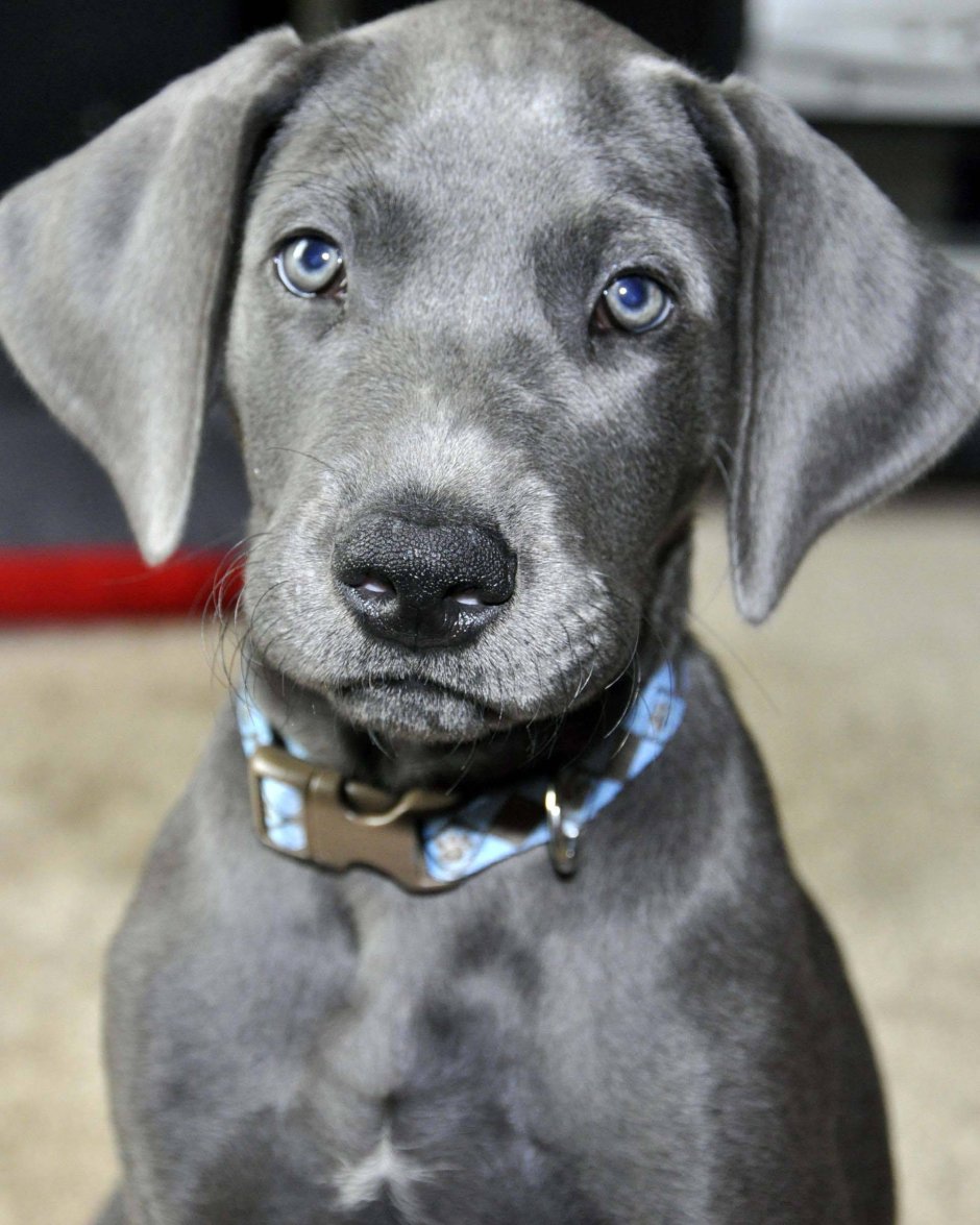 Веймаранер белый