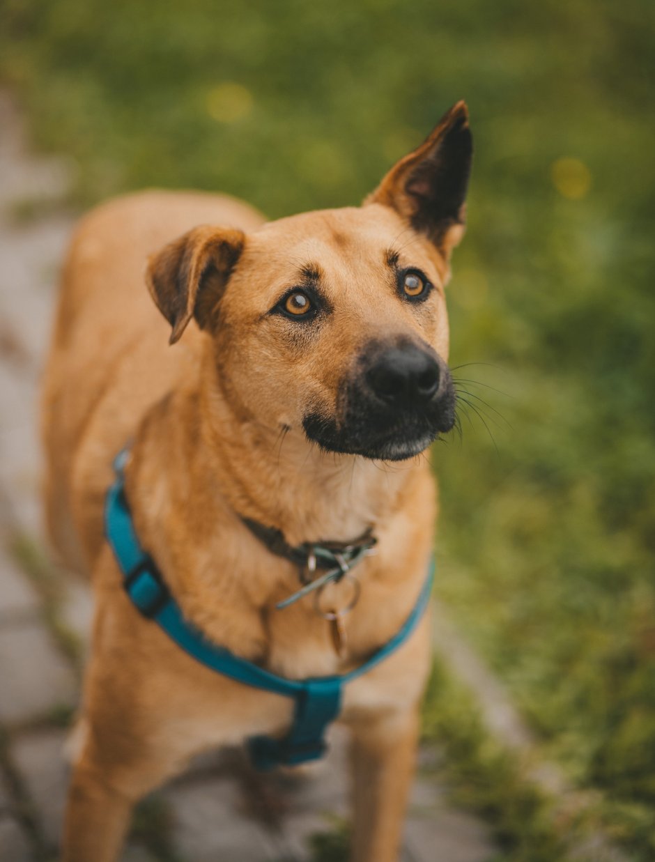 Бигль щенок