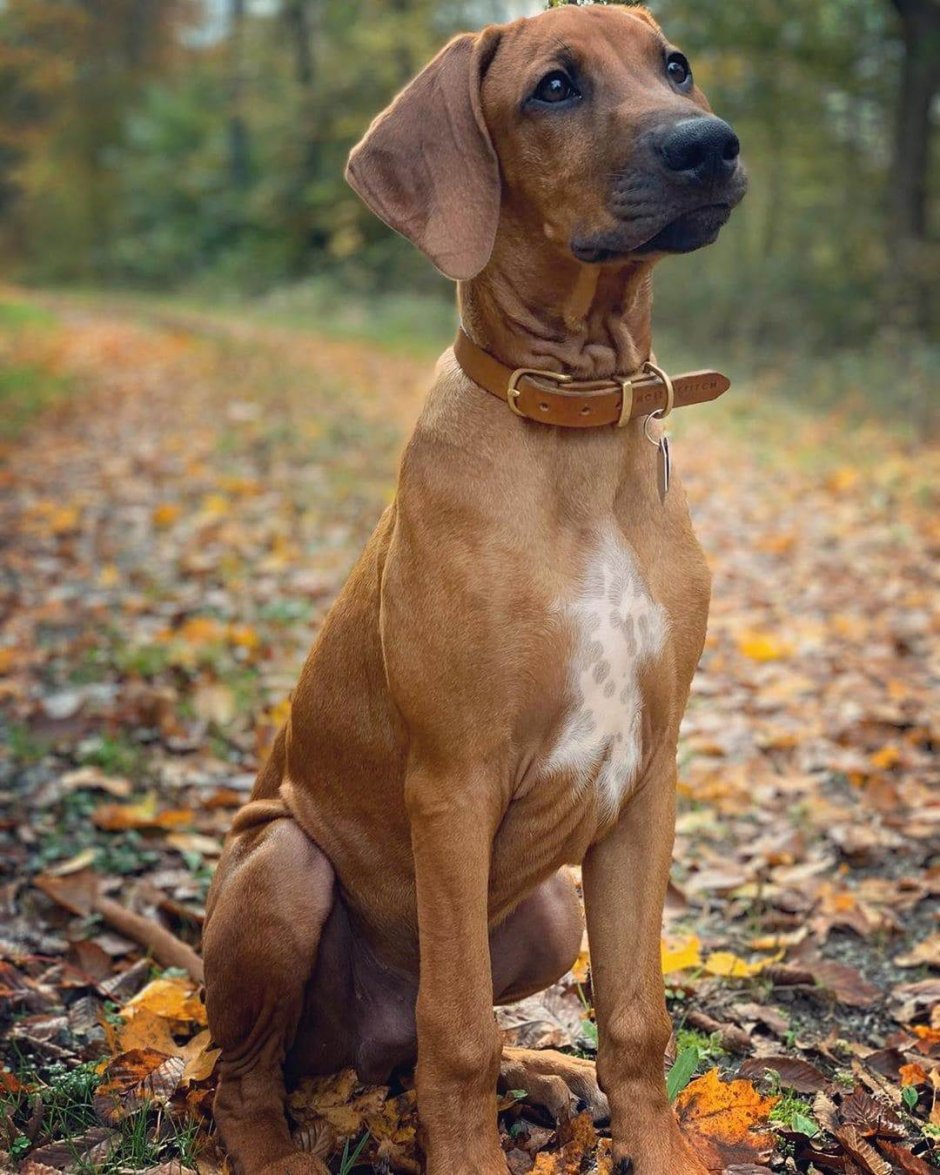 Джек Рассел пинчер