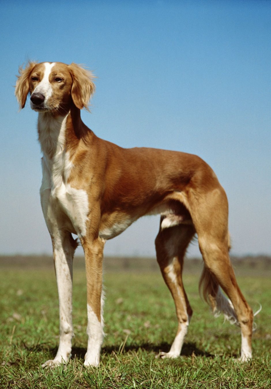 Кроличья такса пятнистая