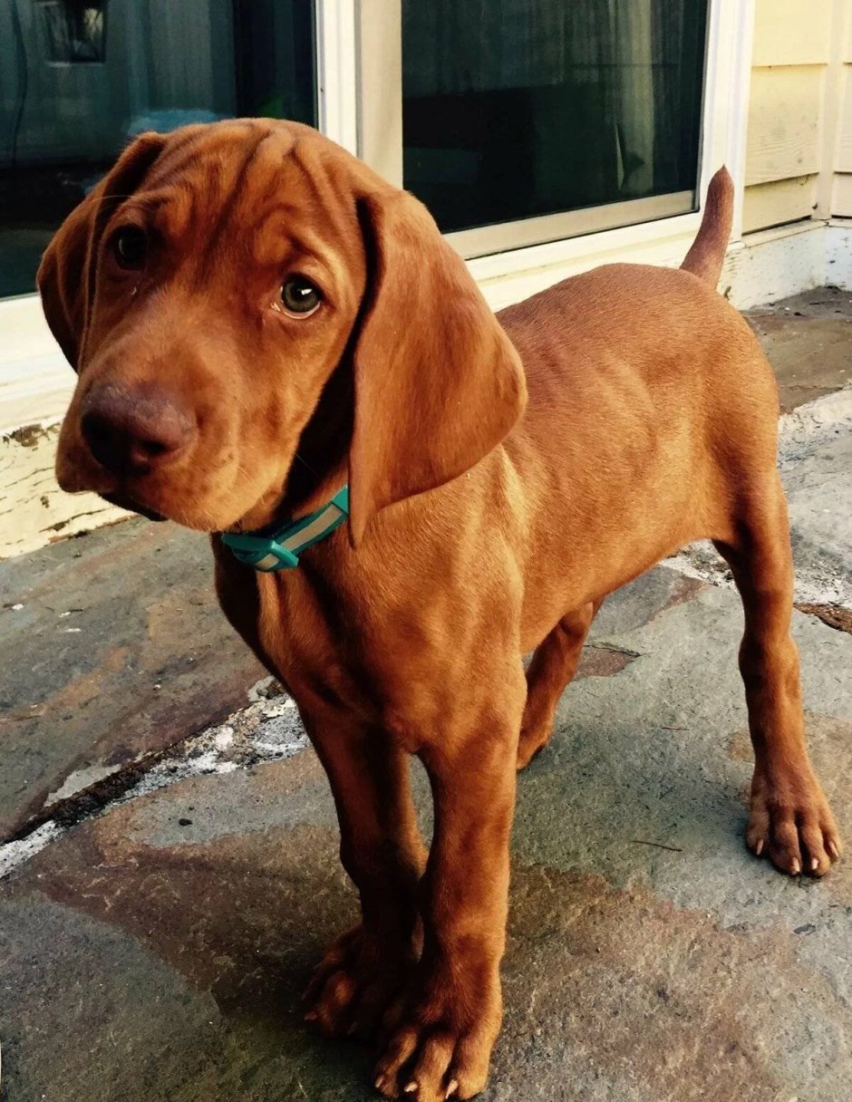 Собака гончая Азавак