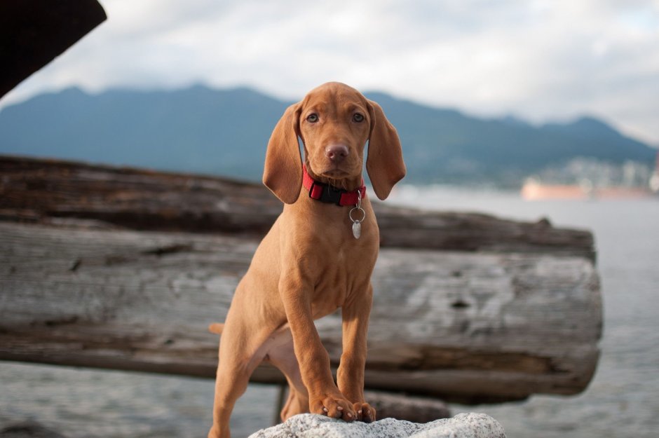 Картинки собак