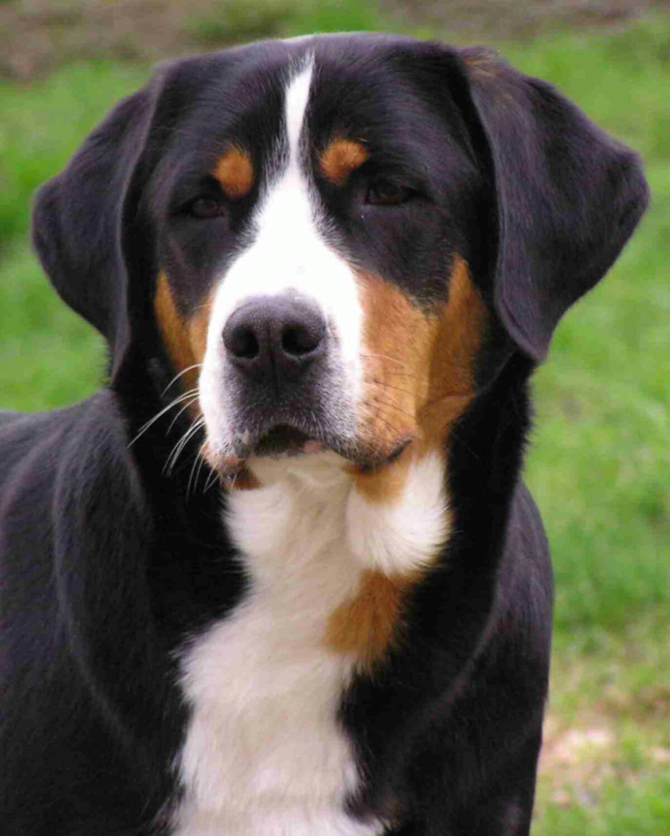 Джек-Рассел-терьер коротколапый