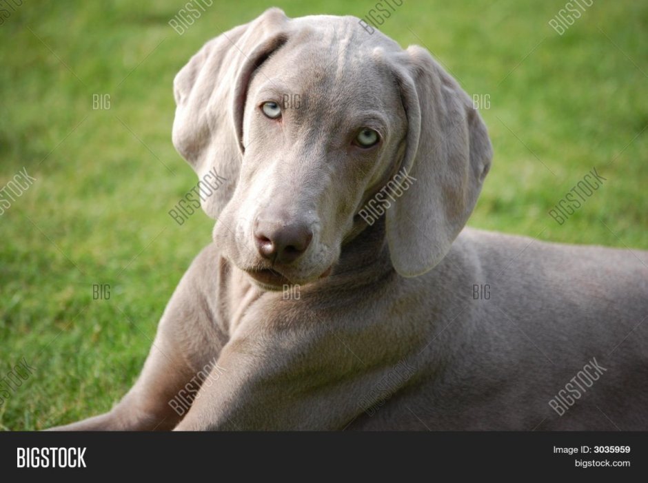 Датский брохольмер щенок