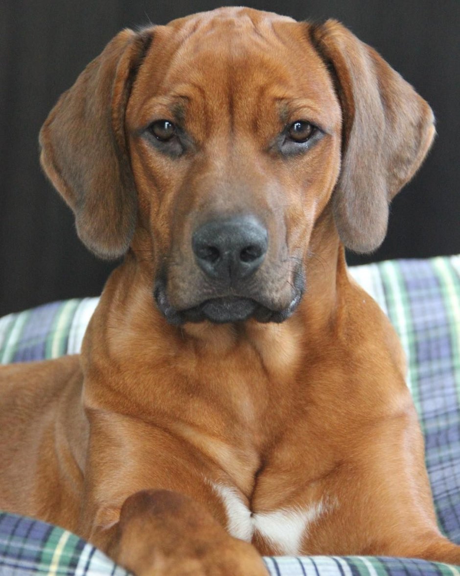 Rhodesian Ridgeback Dog